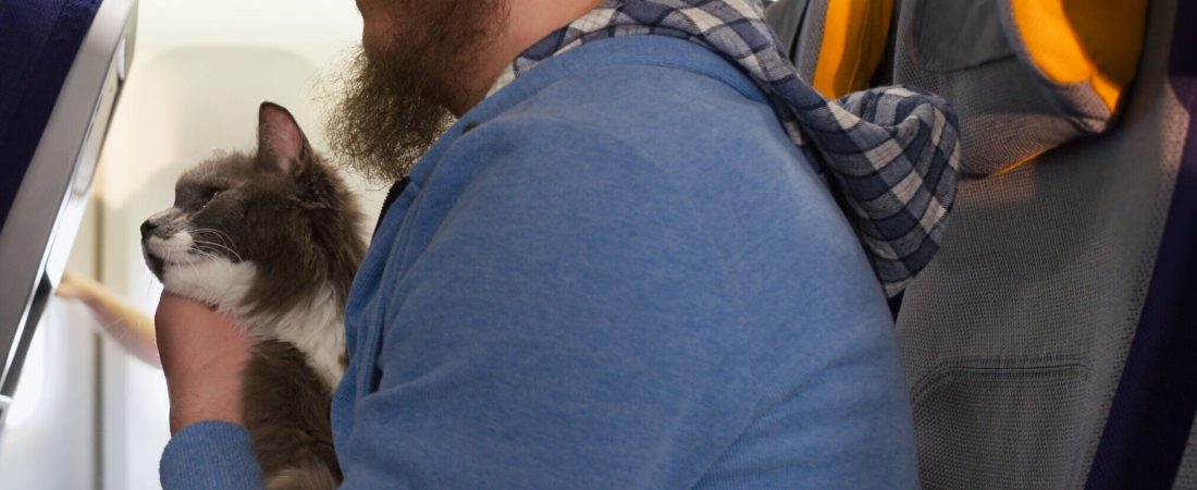 Aumenta-la-demanda-de-seguros-por-viajes-con-mascotas-en-auge-intriper.jpg