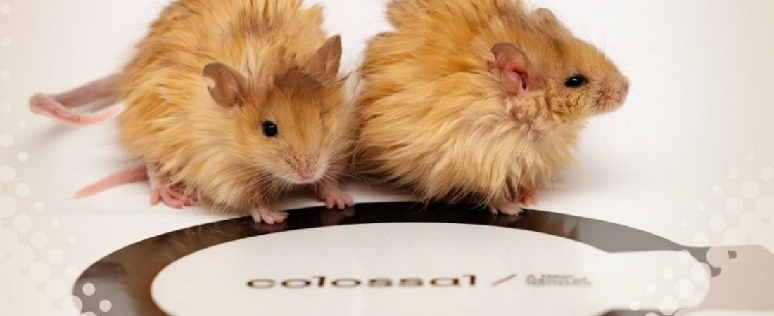 Avance-cientifico-acerca-la-posibilidad-de-revivir-a-los-mamuts-lanudos-intriper.jpg