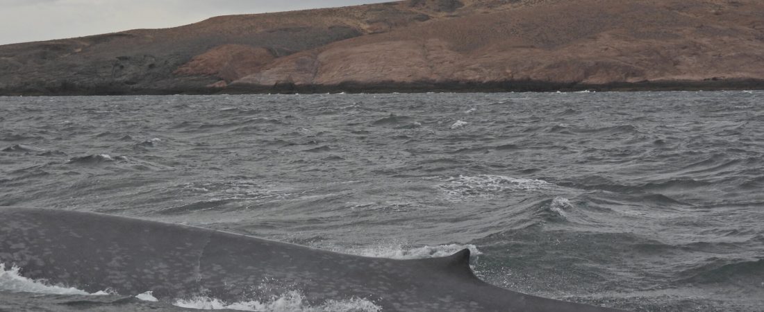 Ballena Azul en Parque Patagoniia Azul - PH Tomas Tamagno (2)