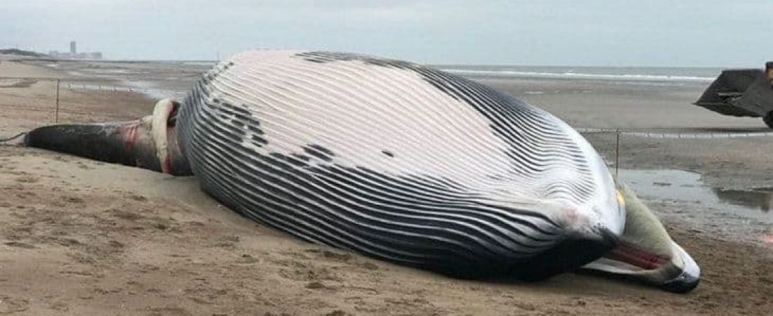 Ballena muerta en playas de Bélgica