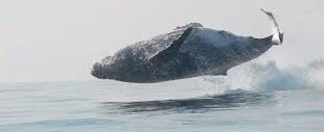 Ballena