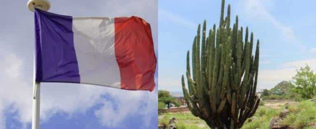 Bandera de Francia, apellidos franceses en Sonora