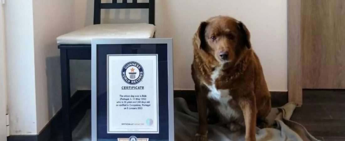 Bobi acaba de romper un nuevo récord Guinness como el perro más viejo de la historia