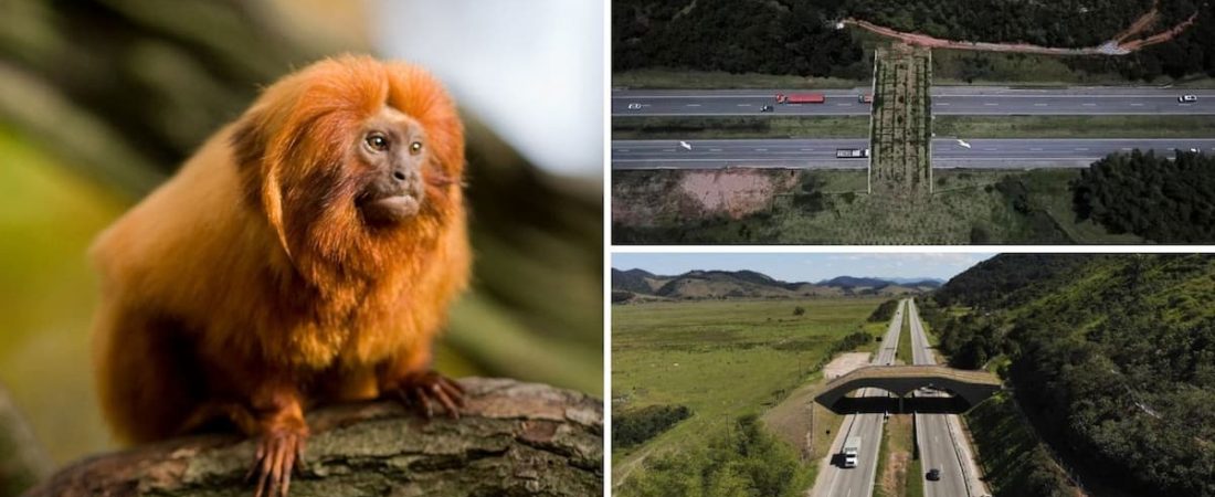 En Brasil construyeron un puente forestal con la finalidad de salvar a un grupo de monos