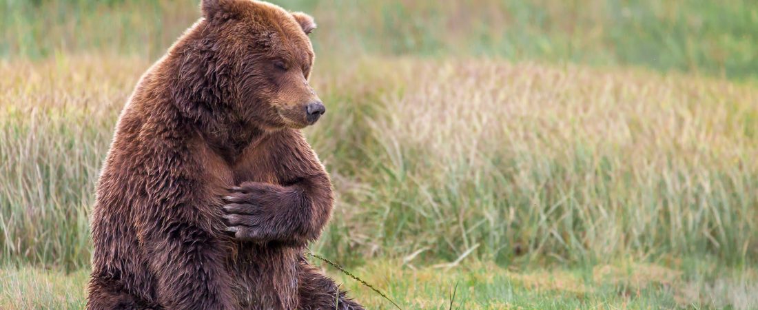 Brown-Grizzly-Bear-Alaska-7984-Edit