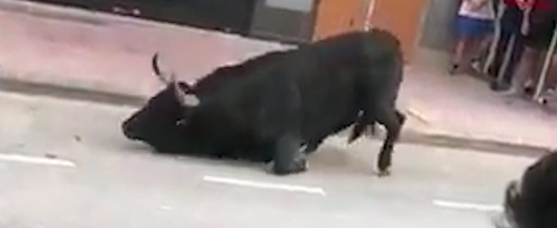 Pic shows: The bull being tormented as he's slowly dying on the street

This is the disturbing moment a distressed bull involved in a traditional festival in Spain falls to the ground and begins repeatedly smacking its own head against the road in signs of extreme distress.

The startling scenes were recorded at the ‘Bou al carrer’ running of the bulls in the town of Vila-Real in the Spanish province of Castellon.

In the video, the bull can be seen surrounded by onlookers in a street when its front legs buckle and it begins stumbling forwards before collapsing to the ground.

Lying on its side in the road, the animal begins hitting its own head against the concrete in distress as it fails to get back to its feet.

The bull continues struggling on the ground and hitting its head until an onlooker grabs its tail and another comes to push the animal to its feet.

The bull is hunched on its front legs and cannot seem to stand up fully as the video ends.

Enrique Zaldivar, president of the Association of Vets for the Abolition of Bullfighting and Animal Mistreatment (AVATMA) said: "They are unpleasant images that possibly indicate an injury to the animal’s central nervous system. The bull is suffering from motor dis-coordination that makes it fall repeatedly.

"It could have suffered skull trauma by hitting its head against an obstacle. Another less plausible hypothesis is that the symptoms of neurological alteration could be due to a doping overdose, a normal practice in bull runs, to weaken the bull."

Netizen ‘Tesevart Jose’ commented: "And they feel proud of their festival, brainless bunch."

And ‘Adriana Rivas’ added: "Shocking! This ‘practice’ is for the mentally ill."

User ‘U2howell80’ wrote: "Those who enjoy this are worse than animals, even animals have feeling and sensitivity."

One of the groups who posted the video to social media, Bullfighting Is Violence (TEV), are planning are demonstration in Madrid’s Puerta del Sol square on 27t