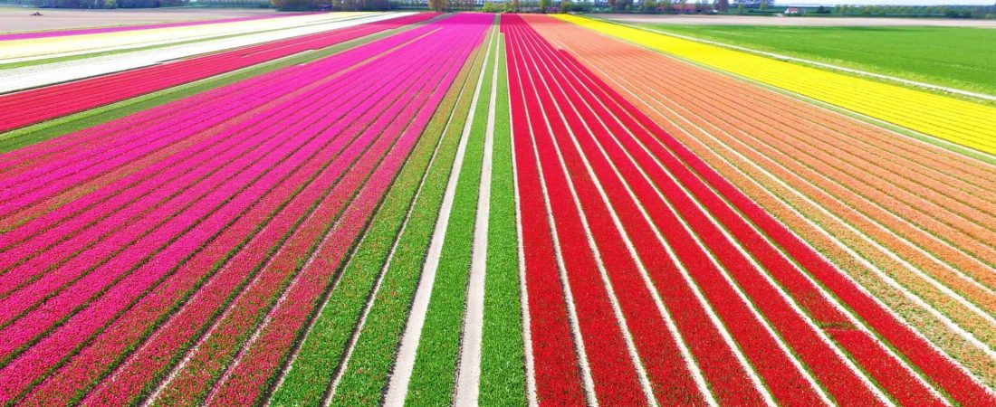 Campos-de-Tulipanes-en-Holanda