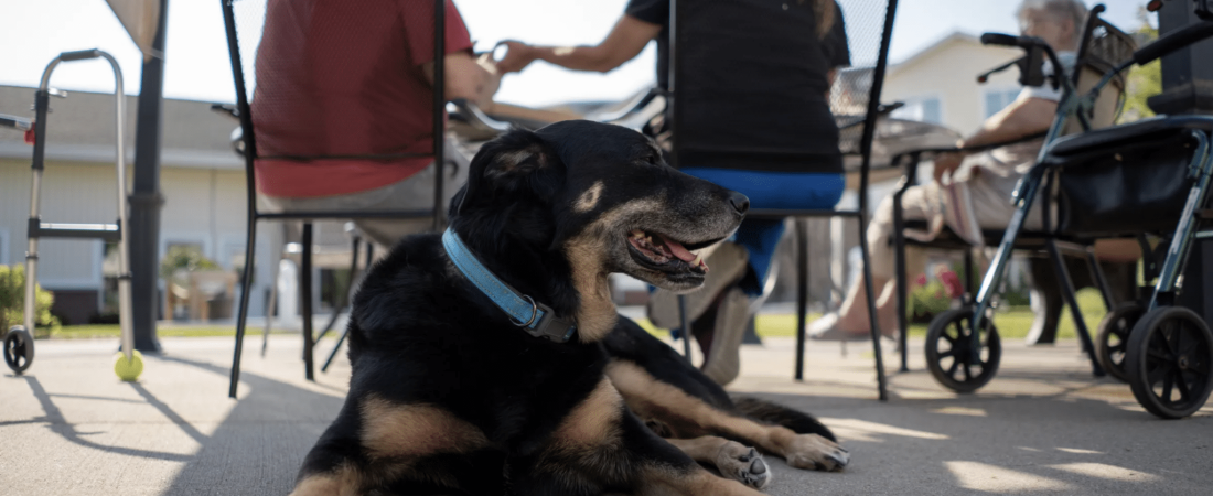 Asilo de ancianos adopta a un perro que entraba a escondidas para jugar con los residentes