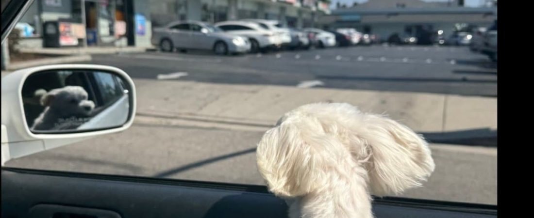 Checklist-veterinaria-esencial-antes-de-viajar-con-tus-mascotas-intriper.jpg