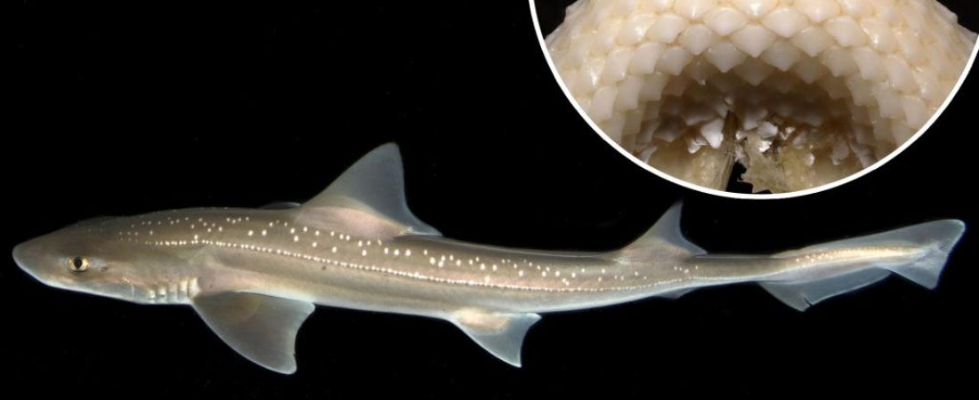 Cientificos-graban-por-primera-vez-los-sonidos-reales-de-tiburones-intriper.jpg
