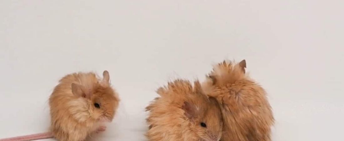 Cientificos-intentan-revivir-al-mamut-pero-crean-un-raton-mutante-intriper.jpg