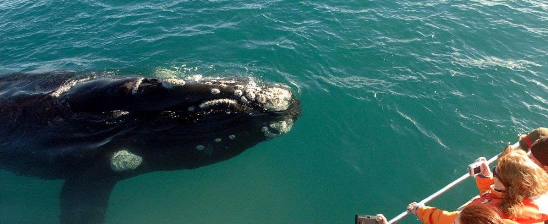 Comienza la temporada de ballenas en Puerto Madryn y estas son las 4 actividades que no te puedes perder