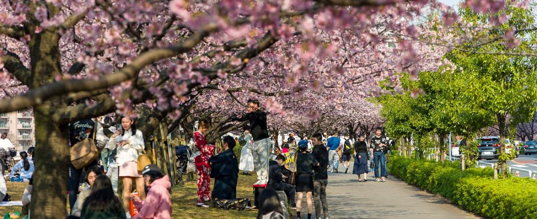 Como-disfrutar-el-florecer-de-cerezos-en-Japon-sin-multitudes-intriper.jpg
