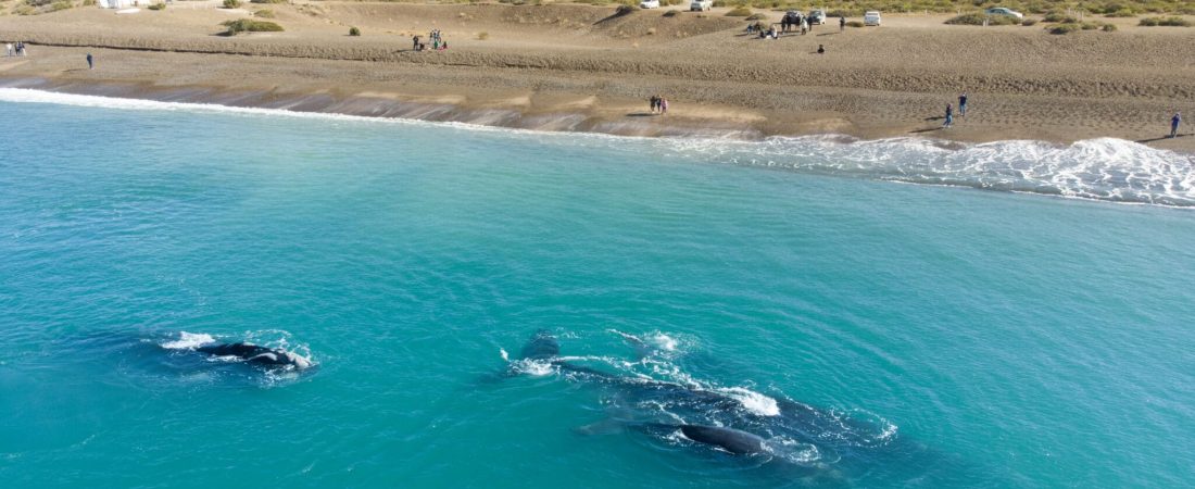 Cómo-llegar-a-El-Doradillo-Puerto-Madryn-avistaje-ballenas-gratuito-1