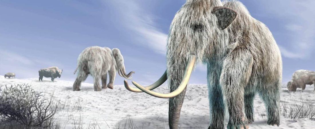 Una compañía busca revivir al mamut lanudo, extinto hace unos 4.000 años