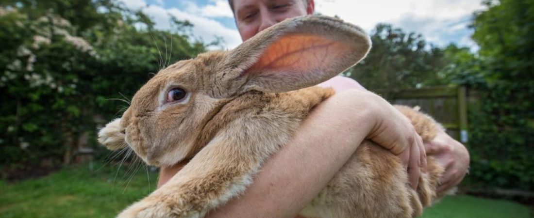 Conejo-britanico-establece-record-Guinness-como-el-mas-longevo-del-mundo-1-860x484