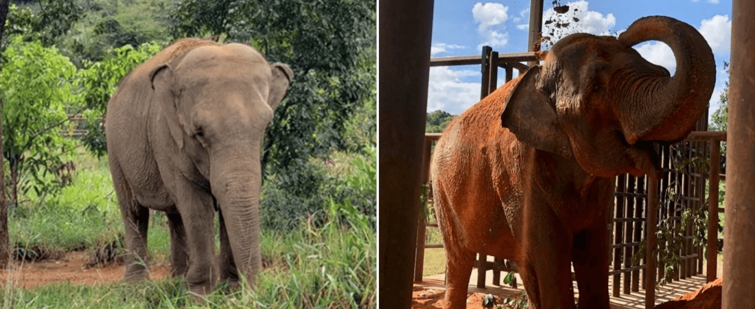 Conoce la nueva vida de Mara, la elefanta que vivió 54 años cautiva y ahora disfruta de su libertad en un santuario de Brasil w