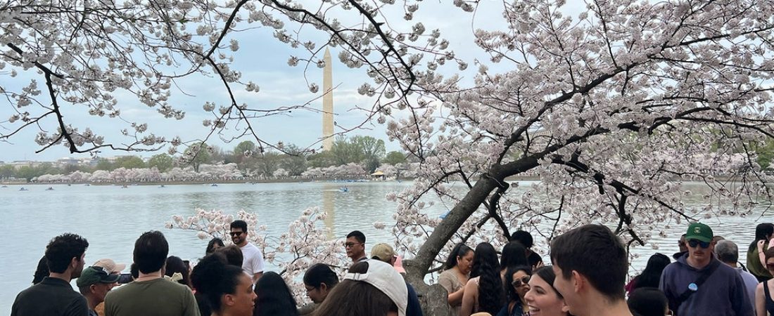 Consejos-clave-para-visitar-Washington-DC-en-temporada-de-cerezos-intriper.jpg