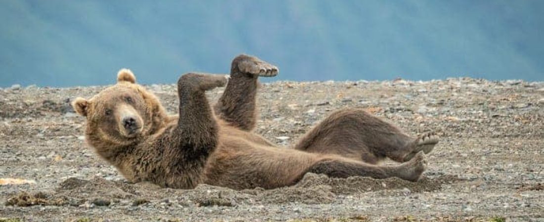 Convocan a una edición 2020 de los premios Comedy Wildlife Photography estas son algunas de sus fotos más divertidas hasta ahora