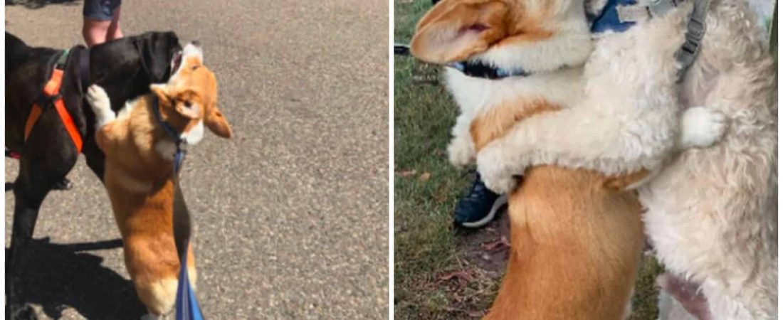 Corgi Loves Giving Hugs