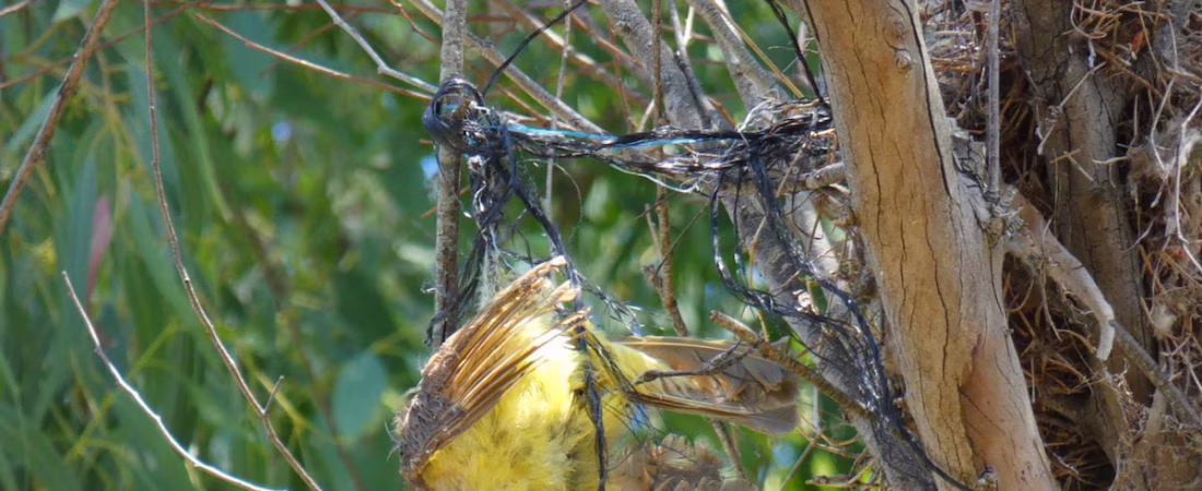 DR6K7JKJYFESZKKQWGNPNXLWZA