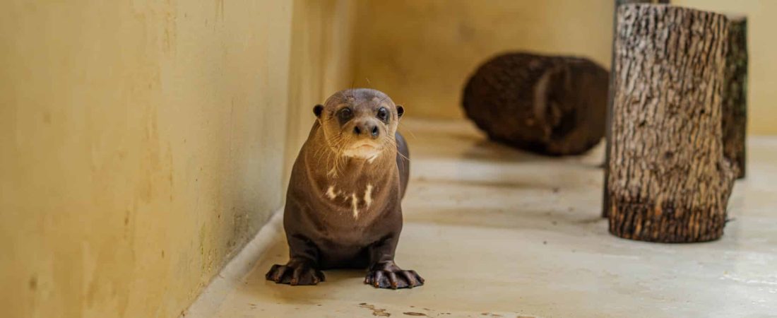 De Los Ángeles al noreste argentino así fue el viaje de una nutria gigante que ayudará a reintroducir la especie en territorio nacional