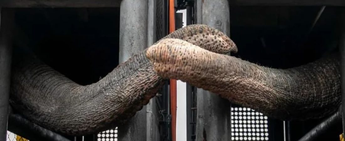 Del ex zoológico de Mendoza al Santuario de Elefantes de Brasil así fue el traslado de Pocha y Guillermina al Mato Grosso