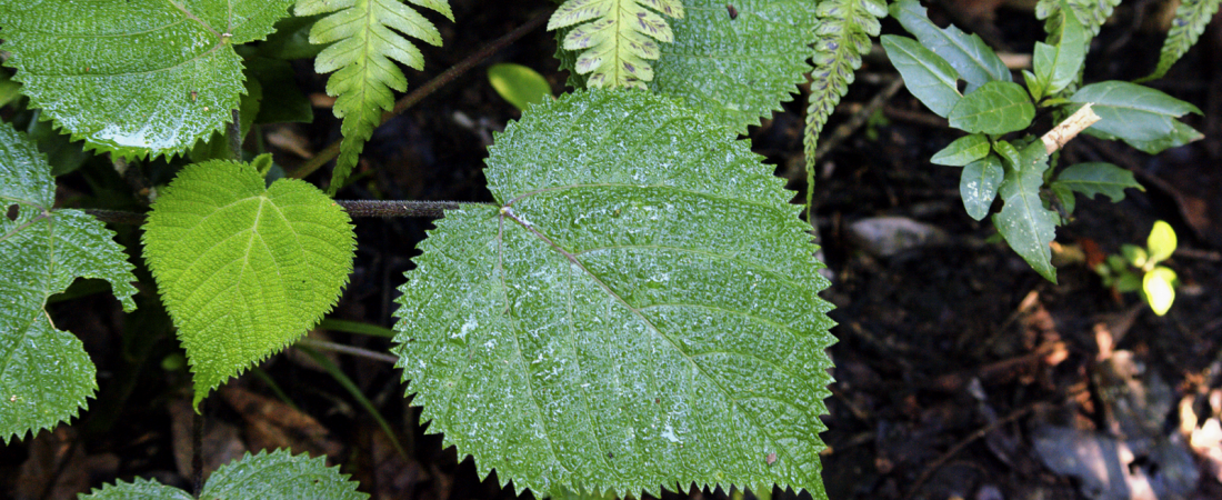 Dendrocnide moroides planta venenosa