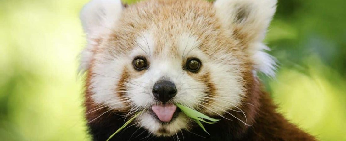 Descubre-cual-es-tu-animal-espiritual-con-este-divertido-test-intriper.jpg