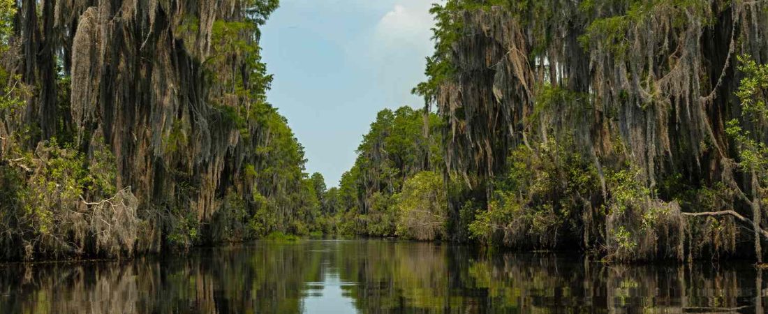 Descubre-el-mayor-pantano-negro-de-EE.UU_.-con-15000-caimanes-intriper.jpg