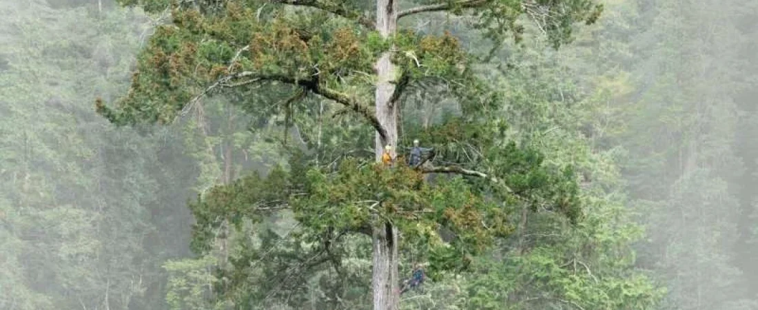 Descubren-en-Taiwan-el-arbol-mas-alto-conocido-de-Asia-Oriental