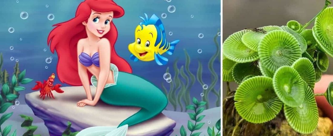 Descubren una nueva especie de planta "sirena" en India