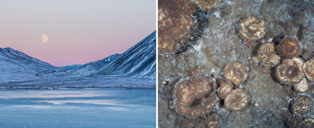 Descubren que esponjas del Ártico que datan de hace siglos se alimentan de los fósiles del Polo Norte