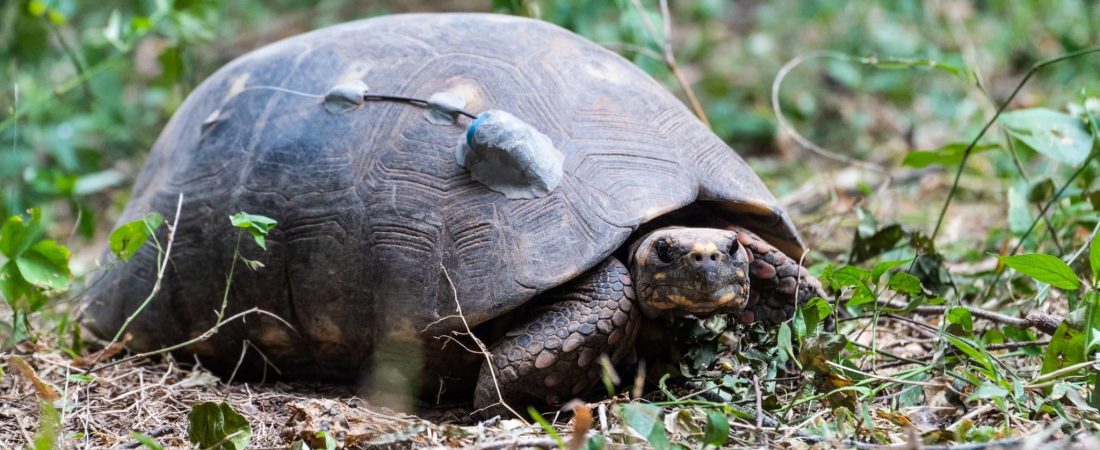 Día Mundial de la Tortuga conoce el increíble trabajo de recuperación de especie en el Parque Nacional El Impenetrable-7