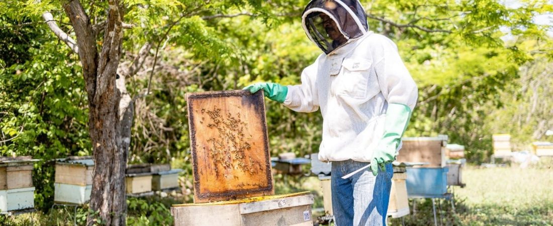 Día-Mundial-de-las-Abejas-Apiario-Westin-y-W-Costa-Rica