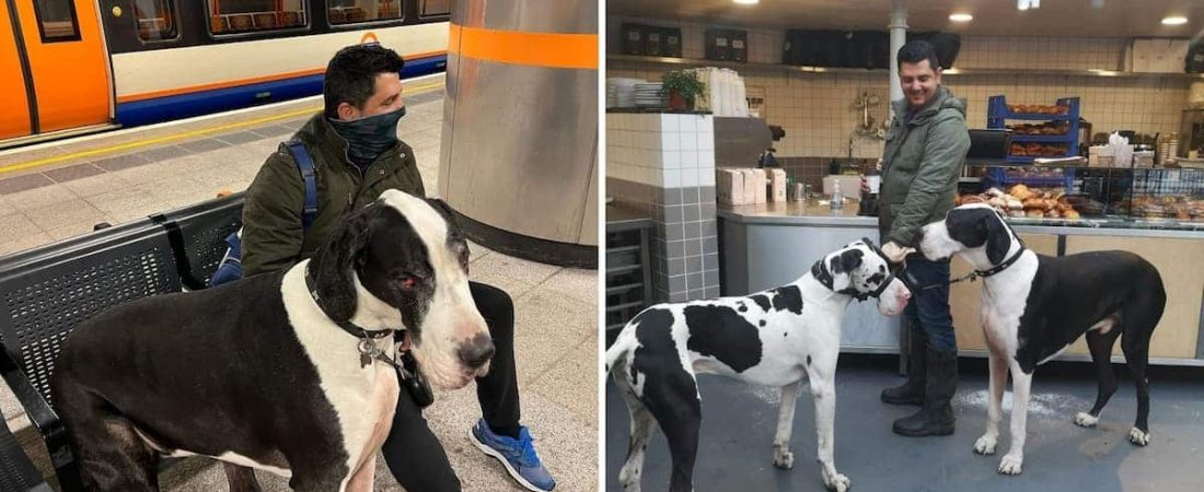 Diego, el perro más grande de Londres, suele ser confundido con una vaca mientras recorre la ciudad