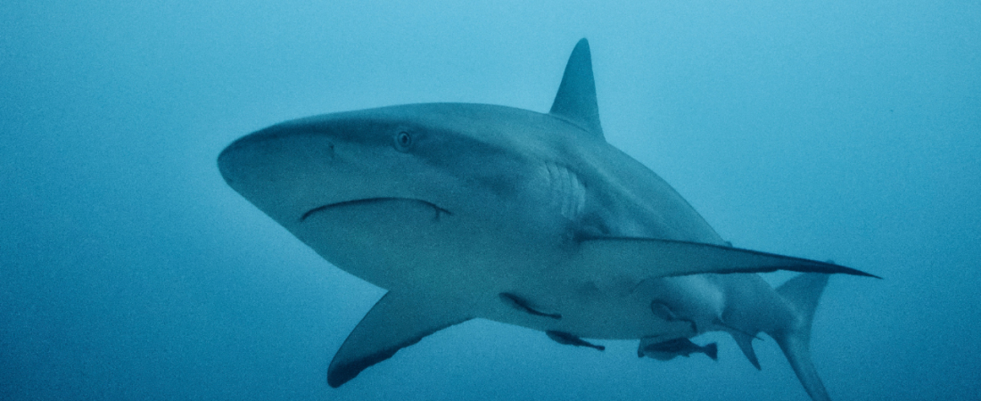 Diseno-sin-titulo-26-1