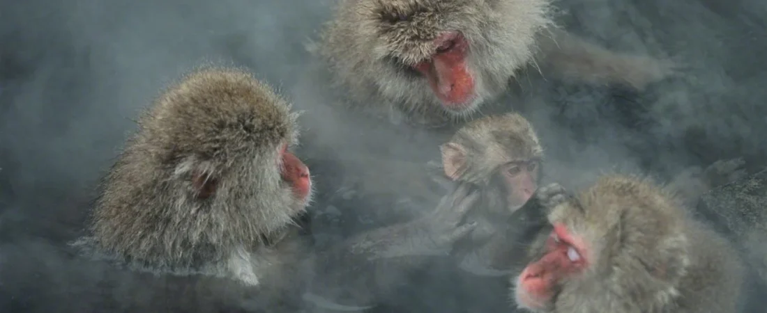 Diseno-sin-titulo-52-5