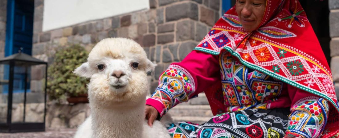 Disfruta de tours junto a alpacas en el cautivante Perú 3 formas de visitarlas en Cusco