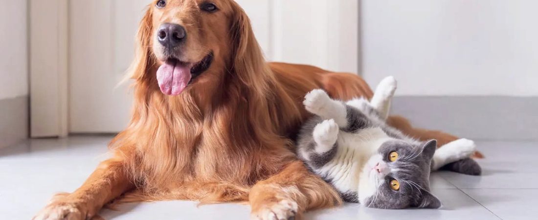 Do-Older-Pets-Need-Health-Insurance