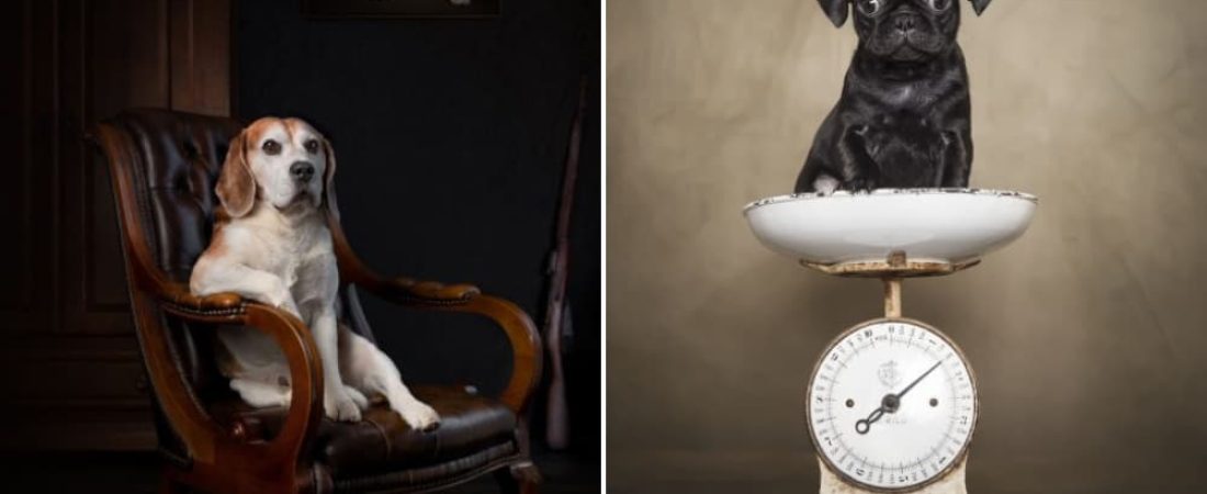 Dog Photography Awards Estas son las mejores fotografías de perros del 2021-1