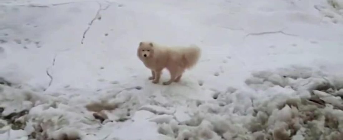 perro varado en un témpano de hielo