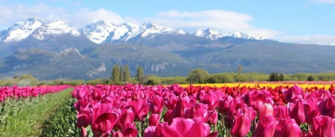 El Campo de Tulipanes más hermoso de Argentina se prepara para recibir al público todo lo que tienes que saber de Trevelin-3