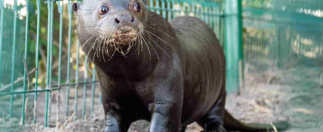 El Parque Iberá recibió a Nanay, la nutria gigante que llegó de Suecia para contribuir a la reproducción de la especie en Corrientes