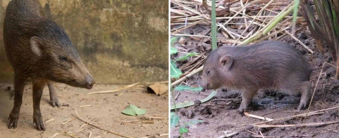 El cerdo más pequeño del mundo regresa a la naturaleza luego de que se lo haya considerado extinto por un tiempo