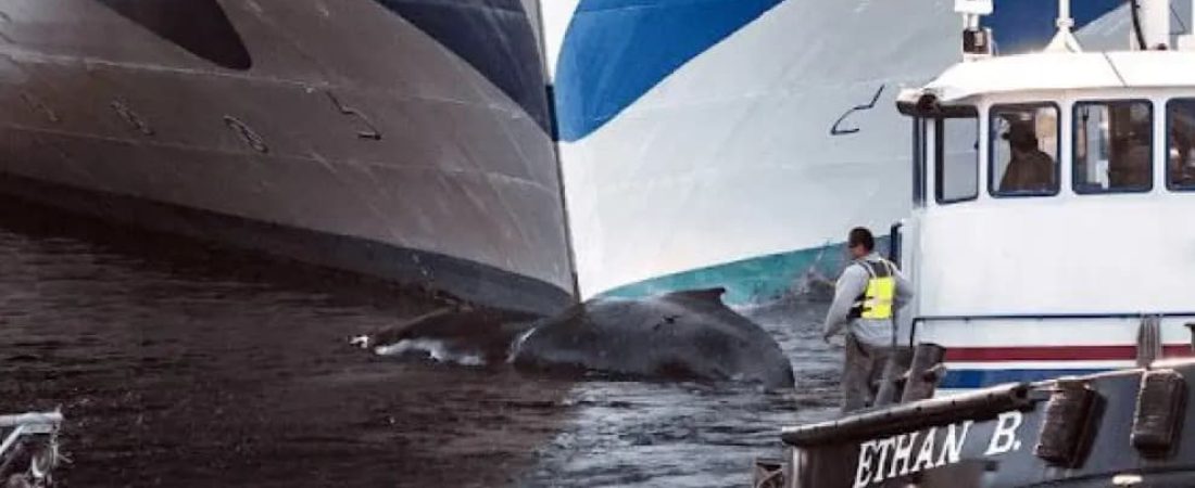 El choque entre un crucero y una ballena sei en Nueva York impulsa el reclamo de medidas de protección de ballenas