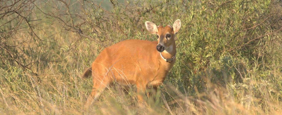 El ciervo de los pantanos vuelve a habitar El Impenetrable para recuperar la especie extinta hace casi cien años