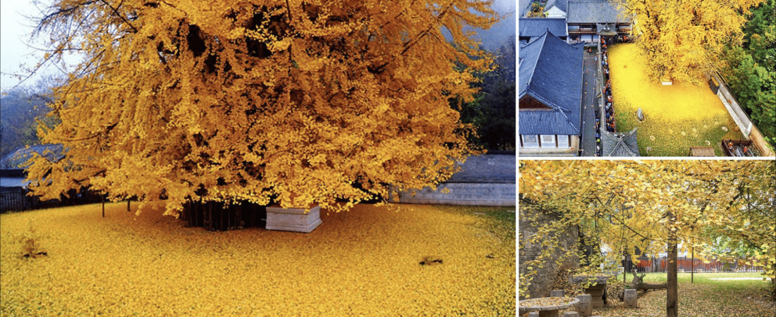 El increíble árbol ginkgo biloba de 800 años de antigüedad en Corea del Sur es el más hermoso del mundo