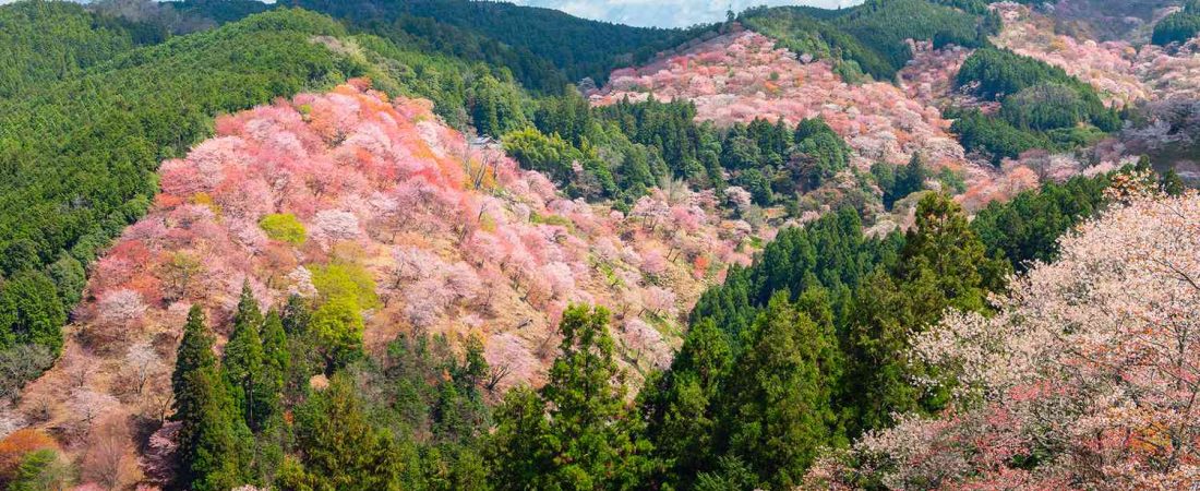 El-mejor-parque-de-Japon-para-ver-cerezos-en-flor-intriper.jpg