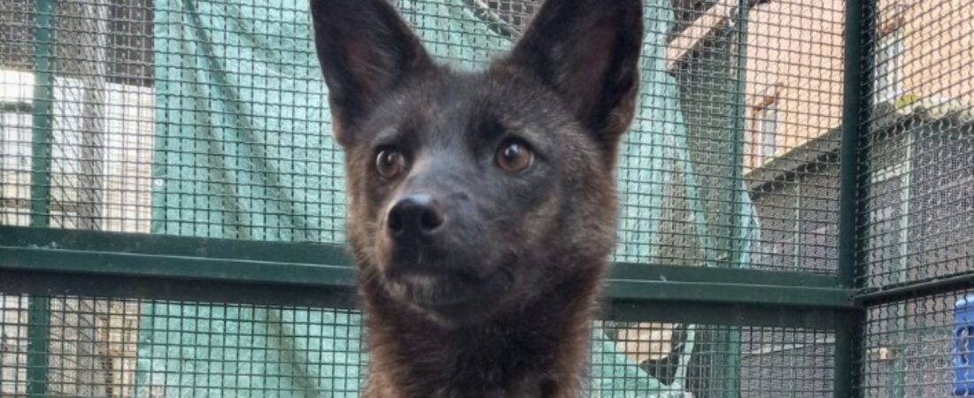 El primer híbrido perro-zorro del mundo fue descubierto en Brasil tras ser atropellado por un coche